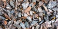 Woody background, backdrop of shredded pieces of tree bark. Royalty Free Stock Photo