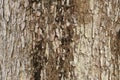 beautiful woody background texture natural decorative element photo