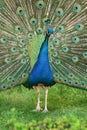 Beautiful wooing peacock from close-up. Brilliant natural patterns