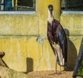 Beautiful woolly necked stork standing in front of a wall, threatened bird with vulnerable status from Asia Royalty Free Stock Photo