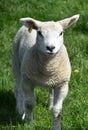 Beautiful Wooly Young Lamb in a Grass Pasture Royalty Free Stock Photo