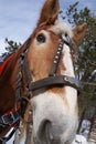 Beautiful work horse head closeup by Peter J. Restivo Royalty Free Stock Photo