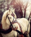 Beautiful work horse in nature. Royalty Free Stock Photo