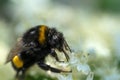 beautiful working bumblebee at white hydrangea blossom at sunny day. extreme macro, wild life