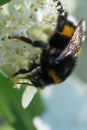 beautiful working bumblebee at white hydrangea blossom at sunny day. extreme macro, wild life