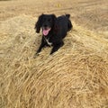 A beautiful working cocker spaniel laying on a hay bail Royalty Free Stock Photo