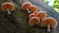 The beautiful Wrinkled Peach Mushroom.