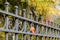 Beautiful wrought fence. Image of a decorative cast iron fence. metal fence close up. Metal Forged Fence.