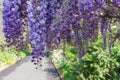 Beautiful wysteria flowers with garden alley on the background