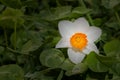 Beautiful (geum aleppicum jacq) yellow flower dark tone