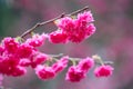 Beautiful Yae Sakura Cherry Blossom blooming in Taiwan