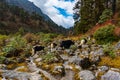 Beautiful Yak Cows on the way to Kanchenjunga Base Camp in Torandin, Taplejung, Nepal Royalty Free Stock Photo