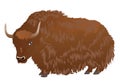 Beautiful yak isolated Royalty Free Stock Photo