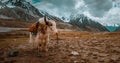 Beautiful Yak in the mountains Royalty Free Stock Photo