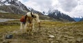 Beautiful Yak in the mountains Royalty Free Stock Photo