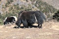 Beautiful Yak in panoramic view of Himalayas Royalty Free Stock Photo