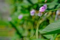 Beautiful Yardlong beans flower in garden in tropical