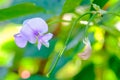 Beautiful Yardlong beans flower in garden in tropical