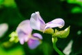 Beautiful Yardlong beans flower in garden in tropical Royalty Free Stock Photo
