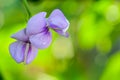 Beautiful Yardlong beans flower in the garden