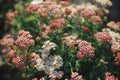 Beautiful yarrow blooming in english cottage garden. Close up of pink and red yarrow flower. Floral wallpaper. Homestead lifestyle Royalty Free Stock Photo