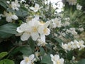 Beautiful yasmine tree in a white blossom Royalty Free Stock Photo