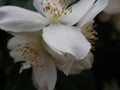 Beautiful yasmine tree in a white blossom Royalty Free Stock Photo