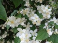 Beautiful yasmine tree in a white blossom Royalty Free Stock Photo