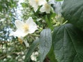Beautiful yasmine tree in a white blossom Royalty Free Stock Photo