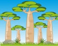 Beautiful year landscape with with tree baobab