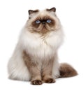 Beautiful 1 year old seal colourpoint persian cat Royalty Free Stock Photo