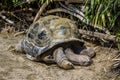 Cumiana, Torino / Italy 05-15-2015: 113 years old giant tortoise.