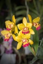 Beautiful Yellow Aerides orchid flower Royalty Free Stock Photo