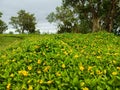 Beautiful yellow alamy flowers in green landscape