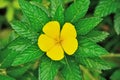 Beautiful yellow alder flower Royalty Free Stock Photo