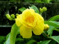 Beautiful yellow Allamanda flower.