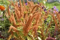 Beautiful yellow amaranth flowers in a colorful summer garden. Amaranthus. Juicy yellow flowers