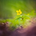 Beautiful yellow anemone flowers blooming on a forest ground. Shallow depth of field, wide negative space.