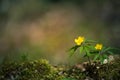 Beautiful yellow anemone flowers blooming on a forest ground. Shallow depth of field, wide negative space.