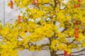 Beautiful apricot blossom tree blooming during Vietnamese Lunar New Year