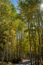 Beautiful yellow Aspen trees in early fall Royalty Free Stock Photo