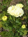 Beautiful yellow Aster blooming in the garden. Color photo of flowers.