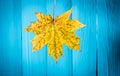 beautiful yellow autumn leaf on old blue wooden background Royalty Free Stock Photo