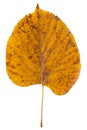 Beautiful yellow autumn leaf, upright, on white background Royalty Free Stock Photo