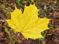 Beautiful yellow autumn tree leaf, Lithuania Royalty Free Stock Photo