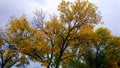 Beautiful yellow autumn trees in a rainy day. Royalty Free Stock Photo