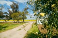 Beautiful yellow banksia rose in flower with golden canola field in background on country property Royalty Free Stock Photo