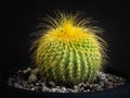 Beautiful yellow-barbed young cactus