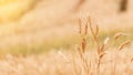 The beautiful yellow barley fields that people Royalty Free Stock Photo