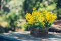 Beautiful yellow bells of blooming Lysimachia vulgaris garden loosestrife, yellow loosestrife, or garden yellow loosestrife bouq